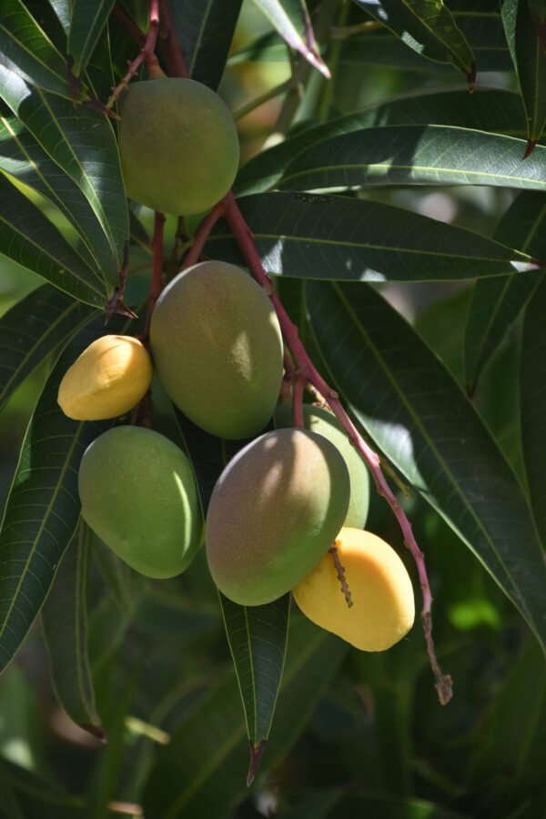 Mangoes